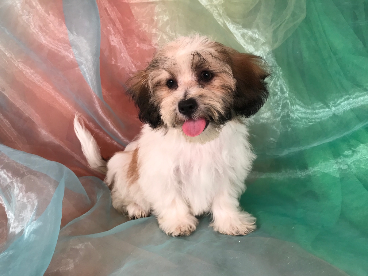 Female Shih tzu Bichon Puppy for Sale